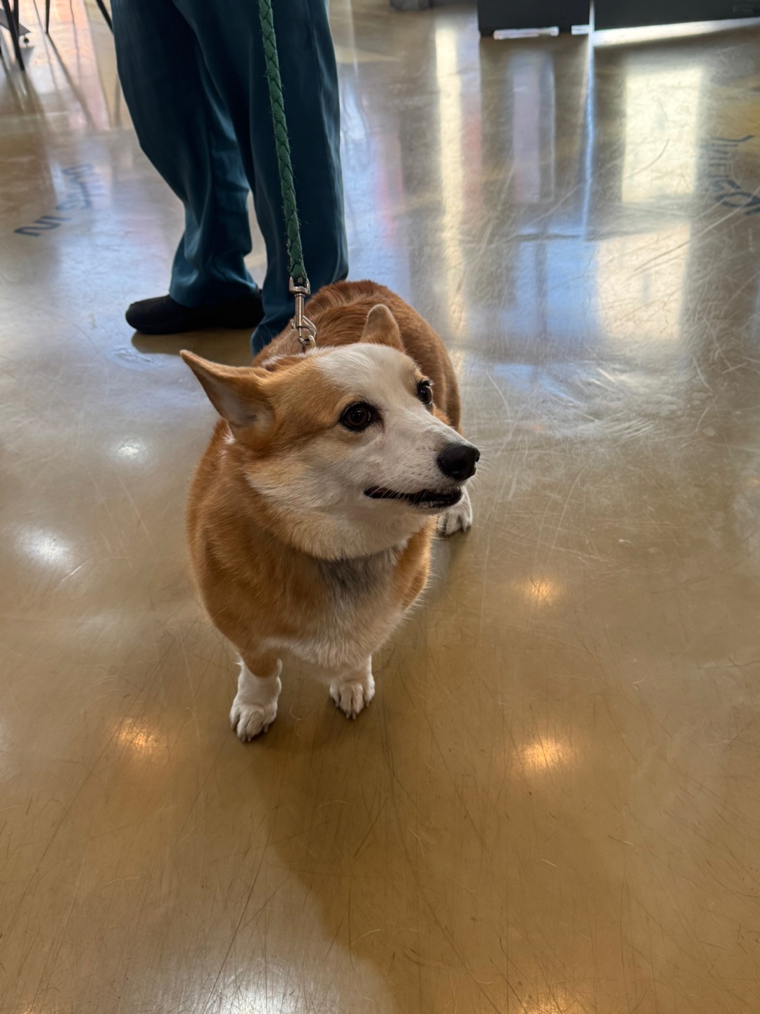 보호중 웰시 코기 …